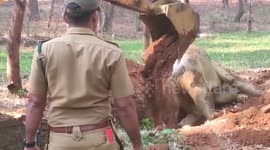 Elephant rescued after falling into well