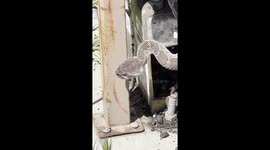 Rattlesnake in a Gate! I lifted the gate mechanism cover to reset the driveway gate and discovered a four foot long rattlesnake tangled up in the gears, still alive!