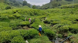 Tea plantation workers on work
