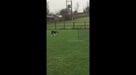 Duck has enough of border collie's antics and chases it around field