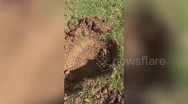 Metal detecting enthusiast has discovered a rare 15th century gold ring