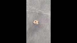 Poor stray cat’s head gets stuck in a hole in the wall