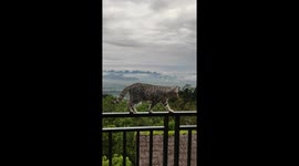 American shorthair cat goes viral for casual balcony stroll with stunning backdrop