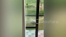 Happy turtle dances while being sprayed with water