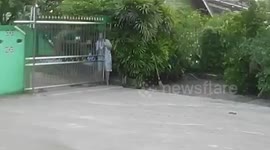 Excited pet dogs knock down owner while giving her warm welcome home