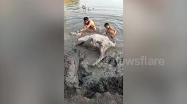 Villagers rescue cow that slipped in mud while grazing
