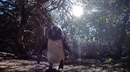 Curious penguin stares directly into GoPro before lunging at camera