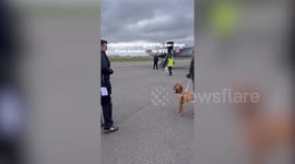 Woman flies her dogs to New York on £8k private jet fit with personalised toys and treats