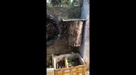 Thousands of moving bees create a wall of sound and fly in the shape of a tornado, preventing the man from approaching their hive.