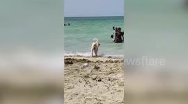Adorable dog joins kids swimming at beach on Easter Sunday