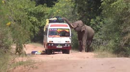 Elephant attacks bus in Sri Lanka carrying 30 pilgrims, smashing windscreen and ransacking belongings