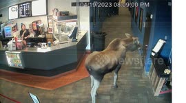 Moose wanders into cinema and snacks on popcorn in Alaska