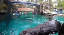 Watch these adorable sea otters attempt to break open shellfish