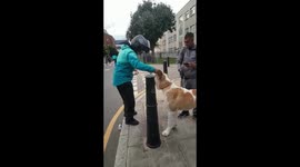 That's a big boy! Deliveroo driver stops his bike in the road to pet massive dog
