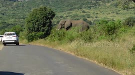 Elephant crosses road towards a vehicle and a Buffalo walks up the road while having a poo