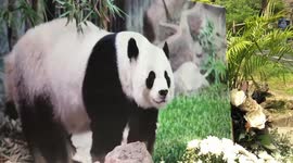 Zoo holds memorial service for beloved giant panda that died in Thailand
