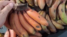 Red Bananas a.k.a Musa acuminata (AAA Group) 'Red Dacca'