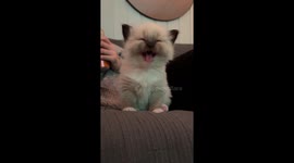 My cat new baby making cute sounds. She started to speak finally