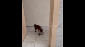 Chihuahua Yunic and Bobosya: toy jealousy and playtime in Moscow