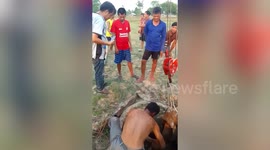 Cow stuck in well freed using crane truck