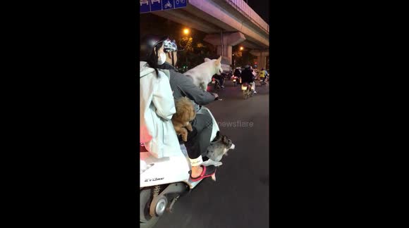 Couple ride along road with THREE dogs balanced on their scooter