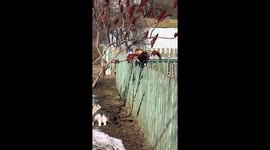 Balancing act: the graceful feline parade on the fence