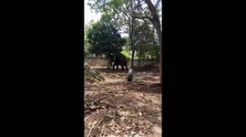 Domestic baby elephant is playing with tire in the garden of the owner