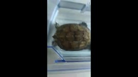 Tortoise in home I put in bucket and playing