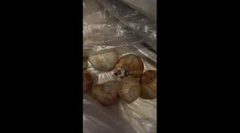 My first experience with frozen snails in the oven