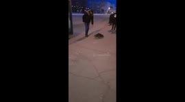 Adventurous raccoon takes bus in Russia