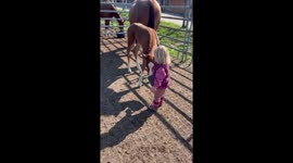 2 years old girl is adorably trying to feed 2 weeks old baby horse