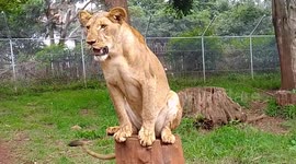 Lion Cub sitting pretty well atop a stump of wood inside a cage at the Nairobi Animal Orphanage