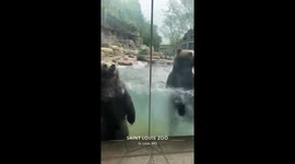 Watch these excitable grizzly bears make waves - not just on the internet