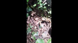 A big Carb walking in the Kapilash jungle in Odisha . animal life