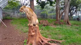 Lion Cub: A 19 month ol lion cub at the Nairobi Animal Orphanage sitting on a stump of wood it it's cage