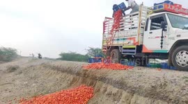 India's tomato farmers in Tamil Nadu DUMP CROPS due to falling prices