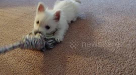 2-Month-Old West Highland White Terrier Puppy playing Tug-of-War