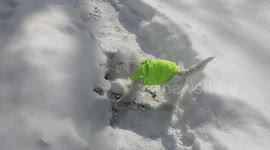 Jazzy the West Highland White Terrier Puppy playing in the snow