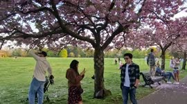 Selfie-takers get carried away shaking cherry blossom trees to make it 'snow' for social media posts in London's Greenwich Park