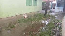 these two cats fight without a cause