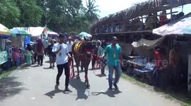 Busy playing Henphon, a man almost bullfights with racing horses