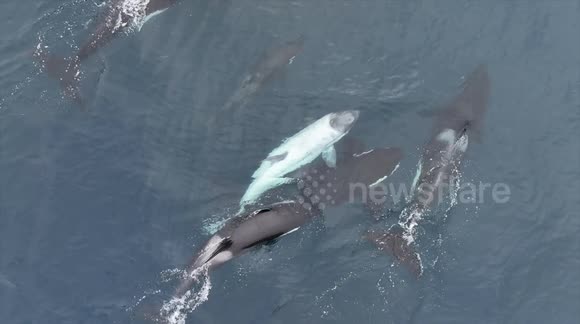 Extremely rare white orca spotted off California coast