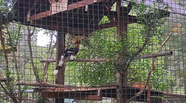 Hornbill dances in enclosure at Zoo Malaysia