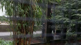 Creative raven produces stunning range of experimental paintings – using her beak