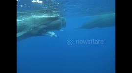 Sperm whale pod seen after successful squid hunting trip near Mauritius