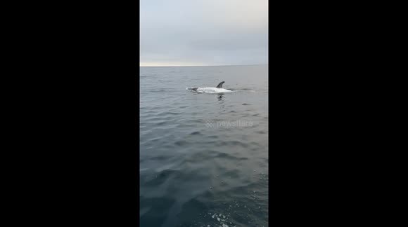 Rare white orca shows up of Southern California Coast in this friendly encounter