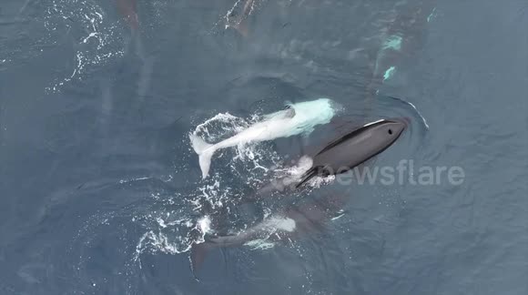 Whale watching tour treated to incredible close encounter with rare white orca off California coast