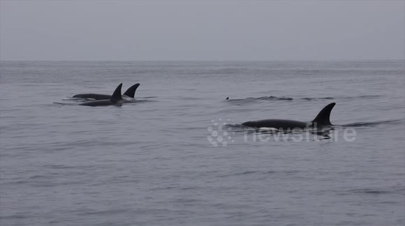 Rare white orca shows up off Southern California Coast