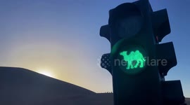 Camels given their own traffic light system as tourists flock to hotspot for Labour Day in China