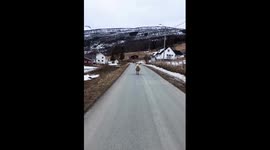 Meet Browny, the adopted ram living with sled dogs in Northern Norway